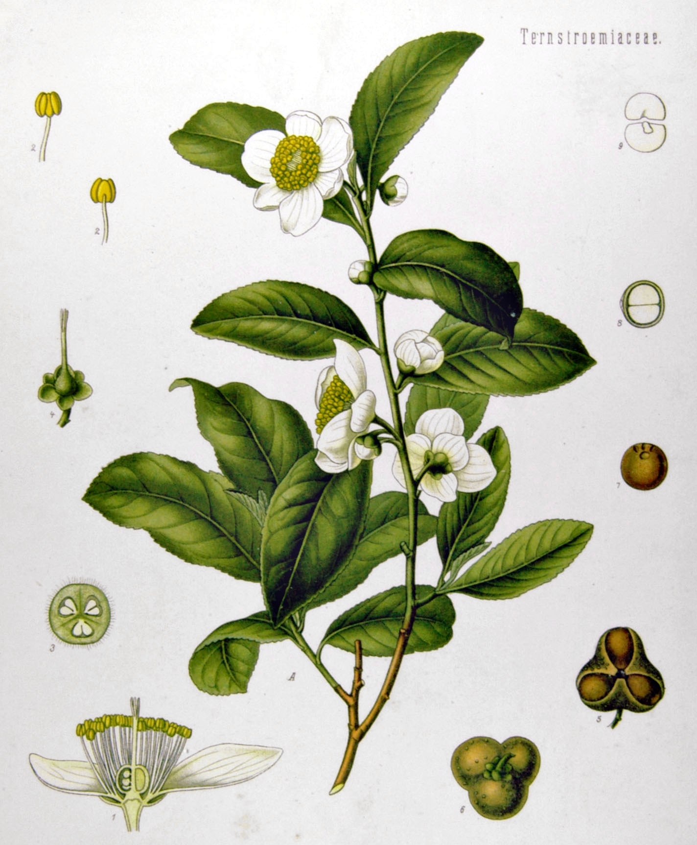 description