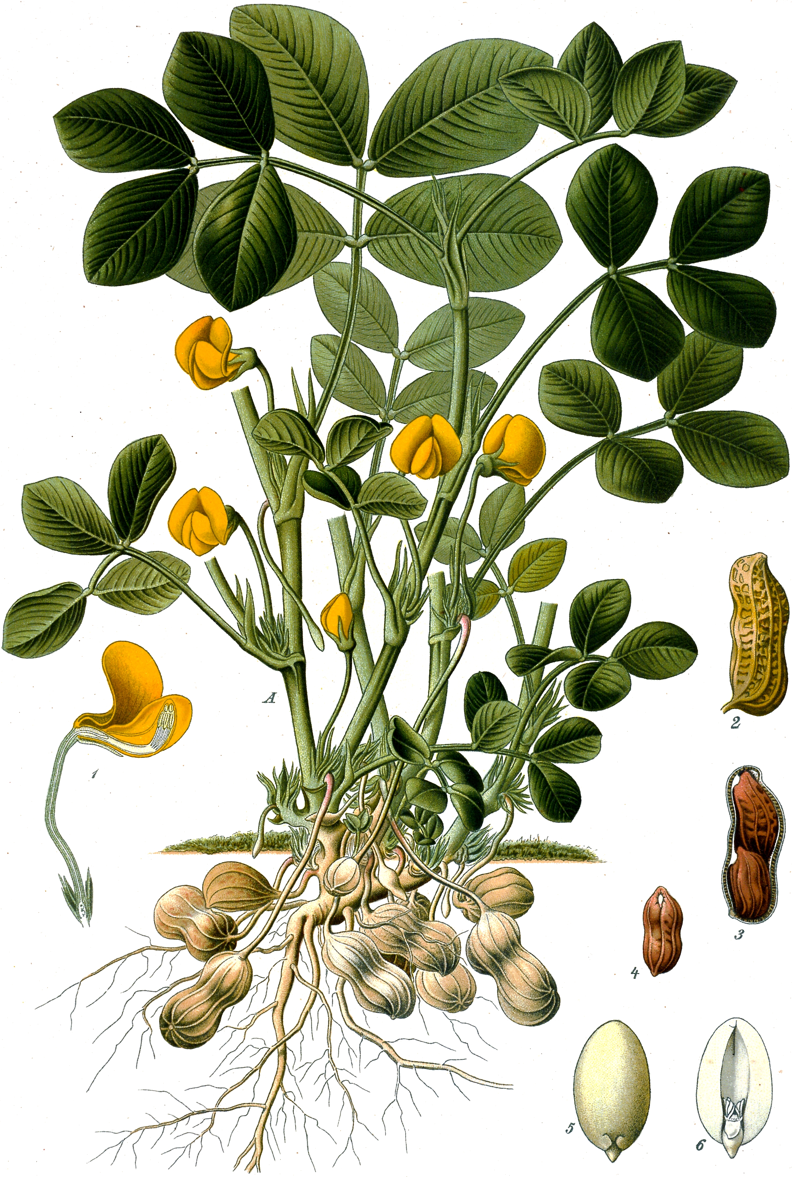 description