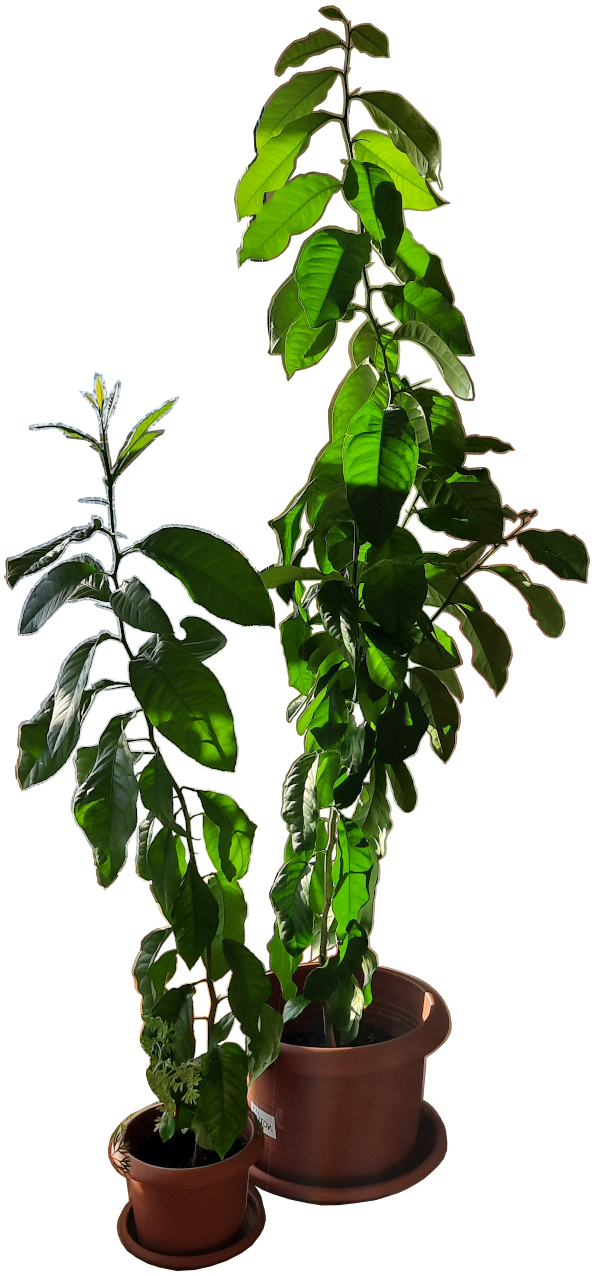 Lemon tree as it is now