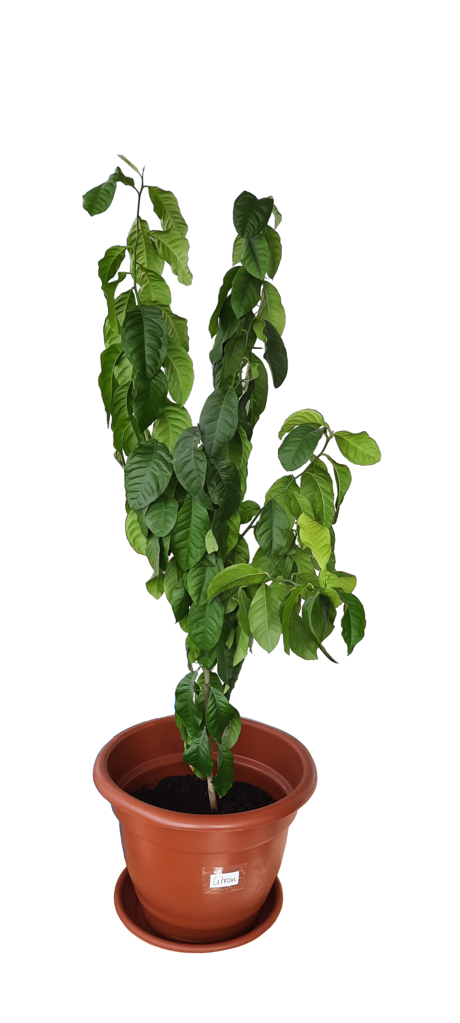 plant 1