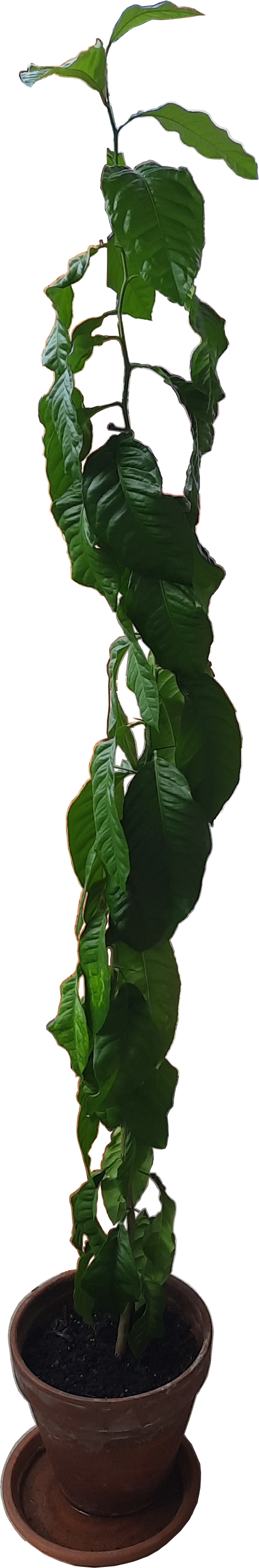plant 2